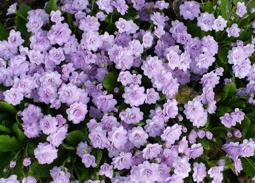 Photo of English Primrose (Primula vulgaris 'Quaker's Bonnet') uploaded by HemNorth