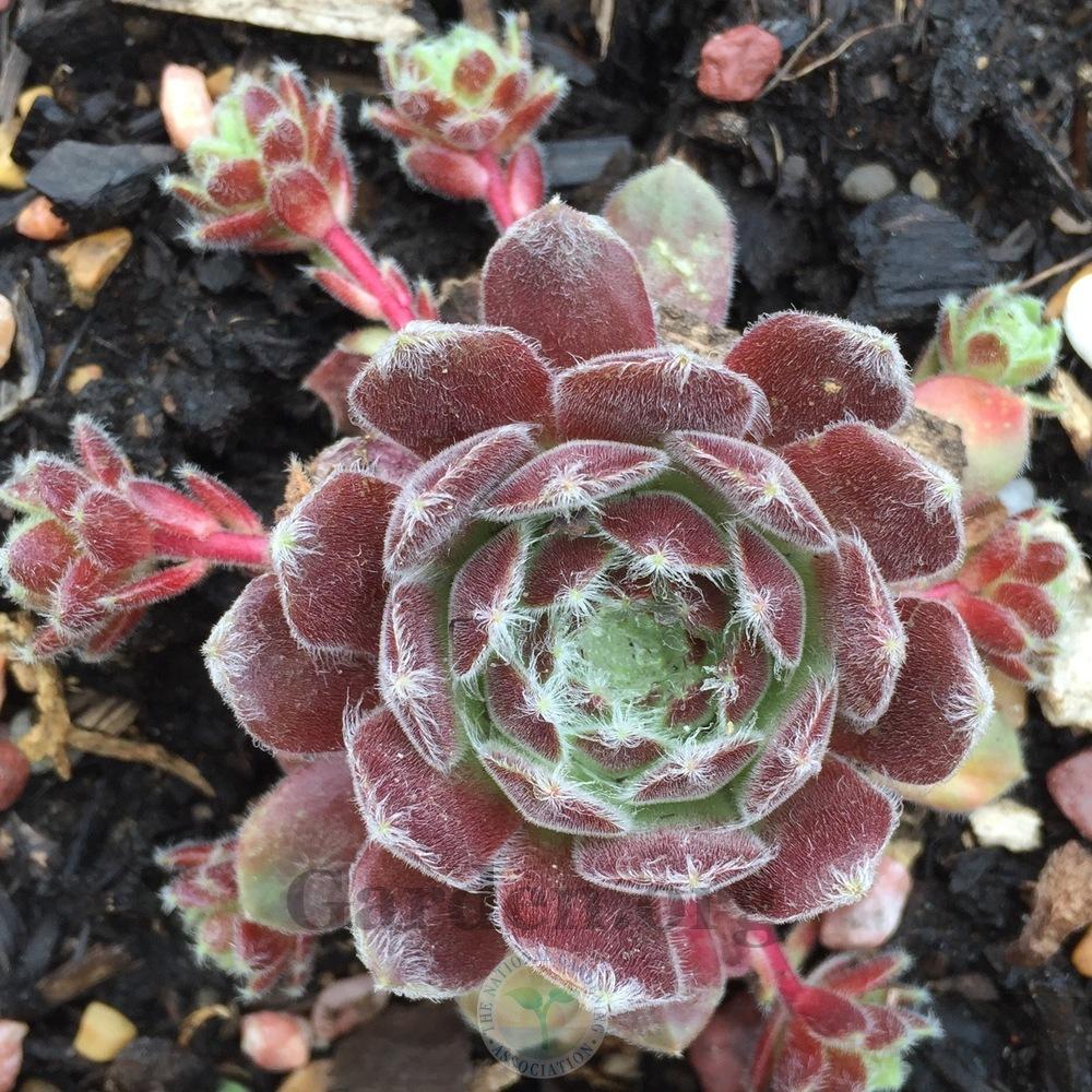 Photo of Hen and Chicks (Sempervivum 'Vanille') uploaded by Patty