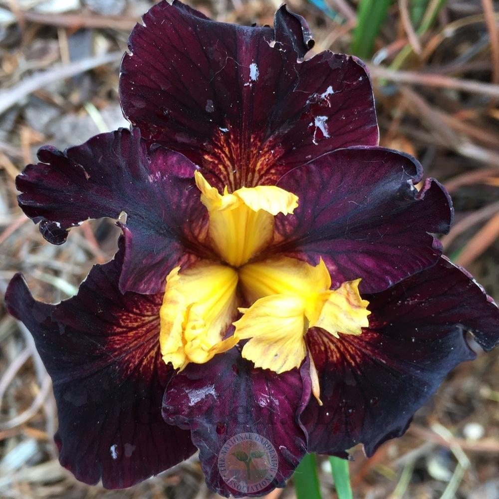 Photo of Pacific Coast Iris (Iris 'High Fire Danger') uploaded by Patty