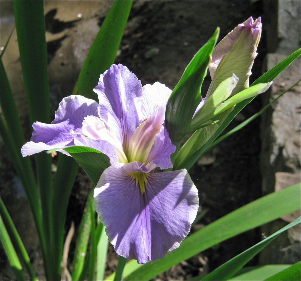 Photo of Louisiana Iris (Iris 'Now and Forever') uploaded by Polymerous