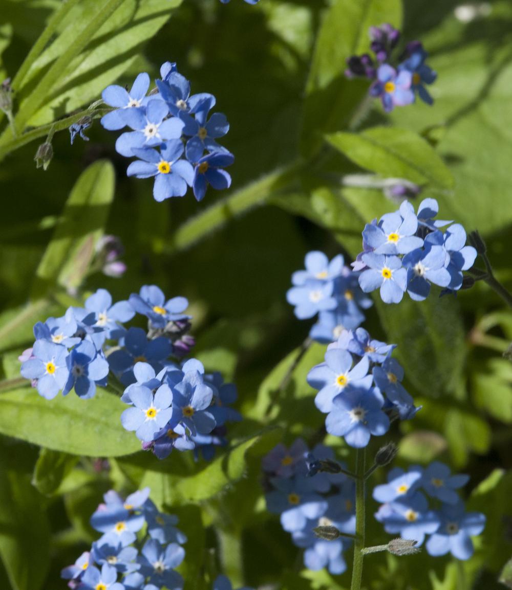 Photo of Water Forget-Me-Not (Myosotis scorpioides) uploaded by cliftoncat