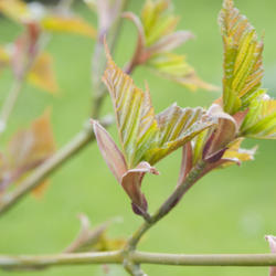Location: Oxfordshire, England
Date: 2016-04-26
emerging leaves