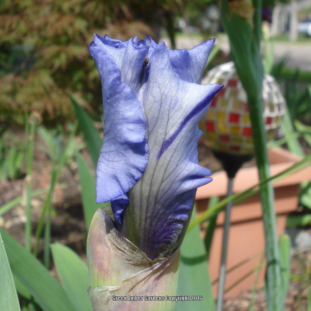 Photo of Tall Bearded Iris (Iris 'Dark Hollow') uploaded by lovemyhouse