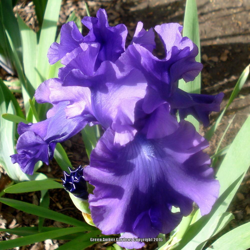 Photo of Tall Bearded Iris (Iris 'Purple Ritz') uploaded by lovemyhouse