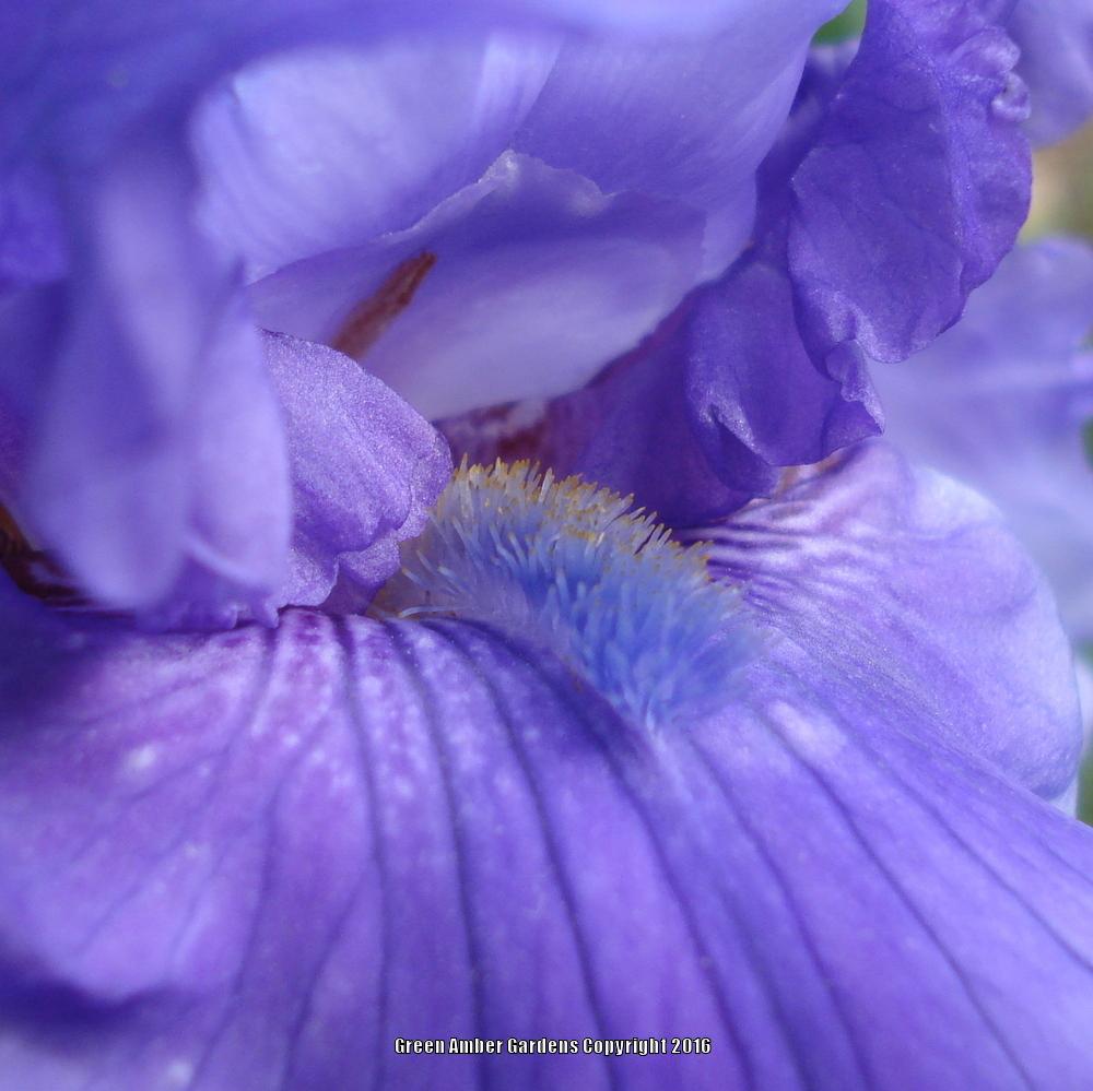 Photo of Tall Bearded Iris (Iris 'Dark Hollow') uploaded by lovemyhouse