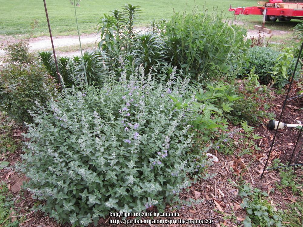 Photo of Catmint (Nepeta x faassenii 'Walker's Low') uploaded by pepper23