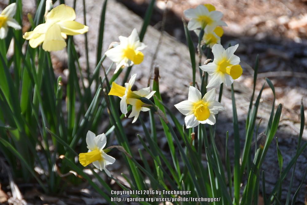 Photo of Jonquilla Daffodil (Narcissus 'Golden Echo') uploaded by treehugger