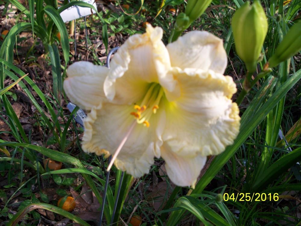 Photo of Daylily (Hemerocallis 'Coconut Grove') uploaded by value4dollars