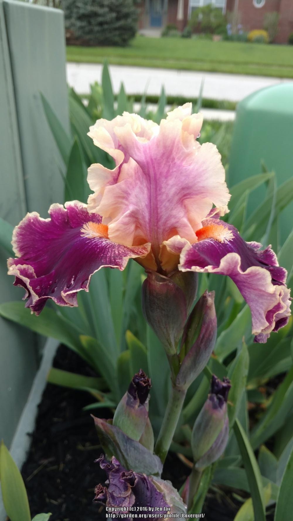 Photo of Tall Bearded Iris (Iris 'Teenybopper') uploaded by Boxergirl