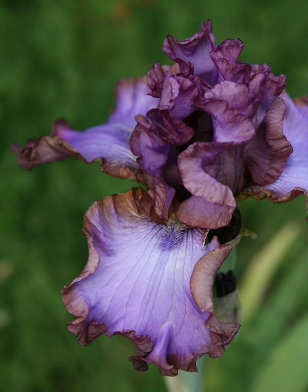 Photo of Tall Bearded Iris (Iris 'Strut Your Stuff') uploaded by Calif_Sue
