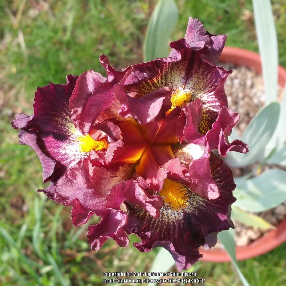Photo of Tall Bearded Iris (Iris 'Tunnel Vision') uploaded by Cuzz4short