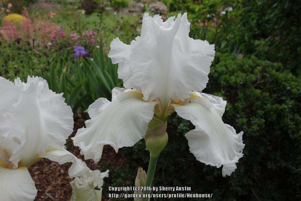 Photo of Tall Bearded Iris (Iris 'Lacy Snowflake') uploaded by Henhouse