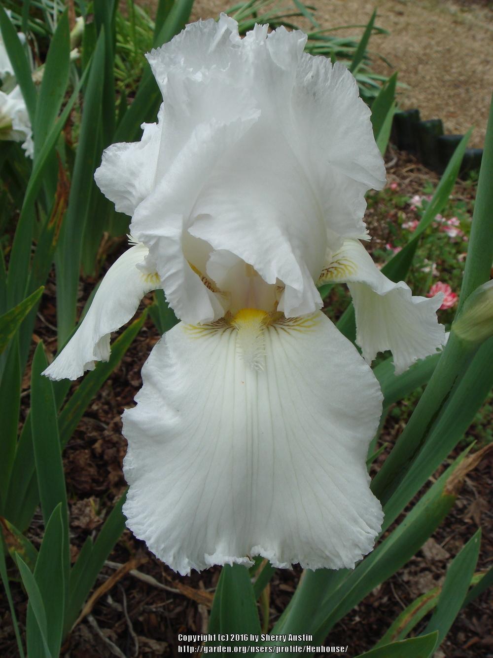 Photo of Tall Bearded Iris (Iris 'Lacy Snowflake') uploaded by Henhouse