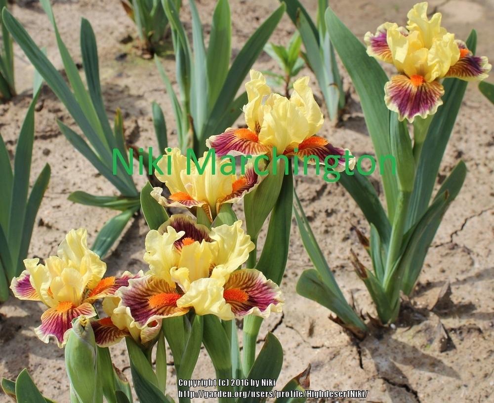 Photo of Standard Dwarf Bearded Iris (Iris 'Zooboomafoo') uploaded by HighdesertNiki