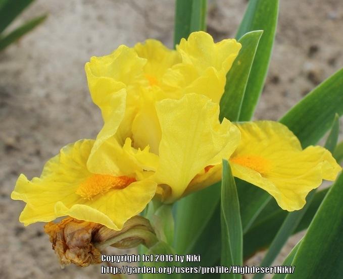 Photo of Standard Dwarf Bearded Iris (Iris 'Scream') uploaded by HighdesertNiki