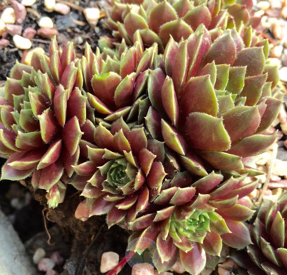 Photo of Hen and Chick (Sempervivum 'Rosebud') uploaded by Patty