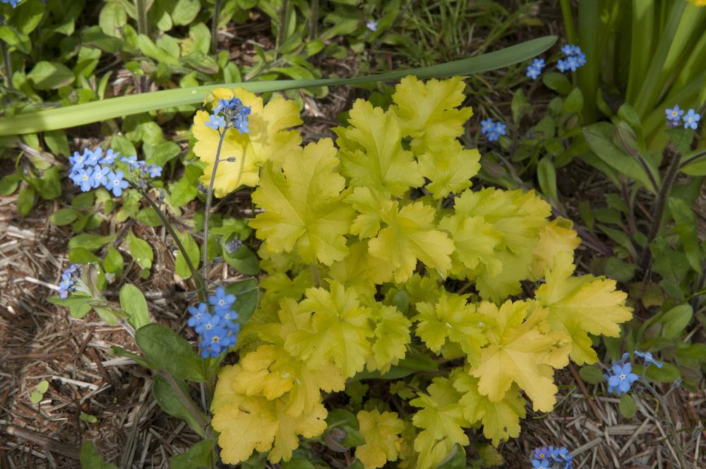 Photo of Coral Bells (Heuchera 'Lime Marmalade') uploaded by cliftoncat