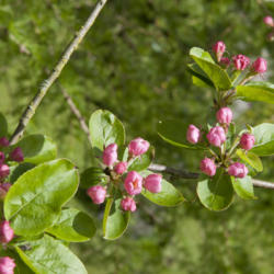 Location: Oxfordshire, England
Date: 2016-04-27
Crabapple buds