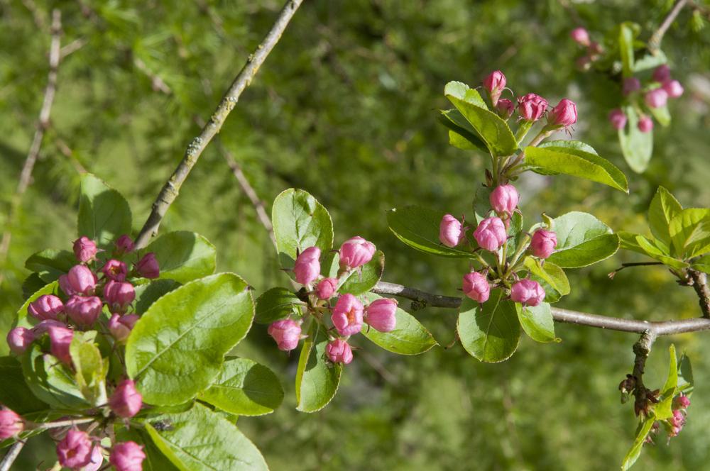 Photo of Crabapple (Malus 'Cardinal') uploaded by cliftoncat