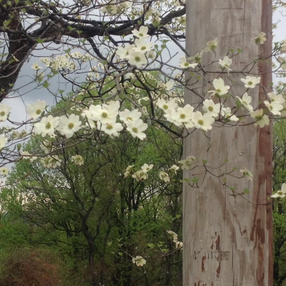 Photo of Flowering Dogwood (Cornus florida) uploaded by csandt