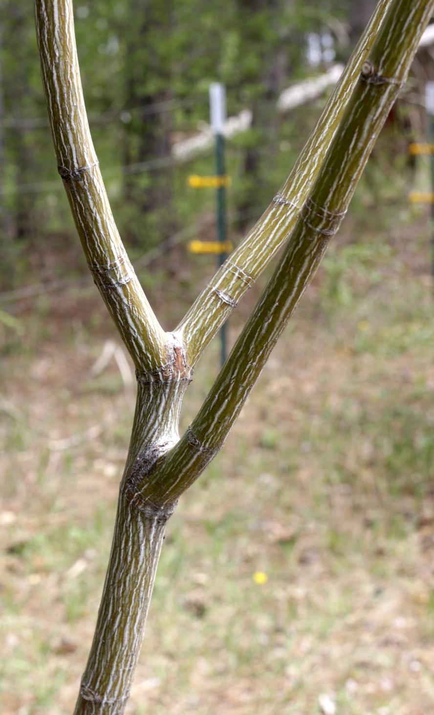 Photo of Striped Maple (Acer pensylvanicum) uploaded by gasrocks