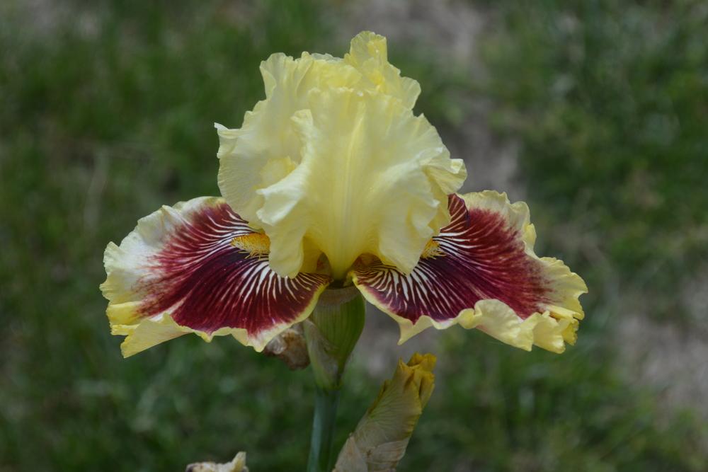 Photo of Tall Bearded Iris (Iris 'Rogue Trader') uploaded by iciris