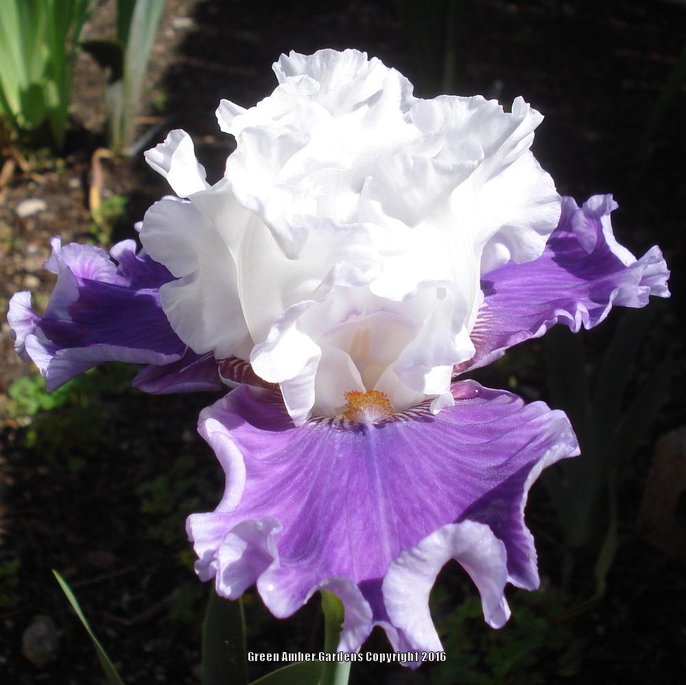 Photo of Tall Bearded Iris (Iris 'Pamper Me') uploaded by lovemyhouse