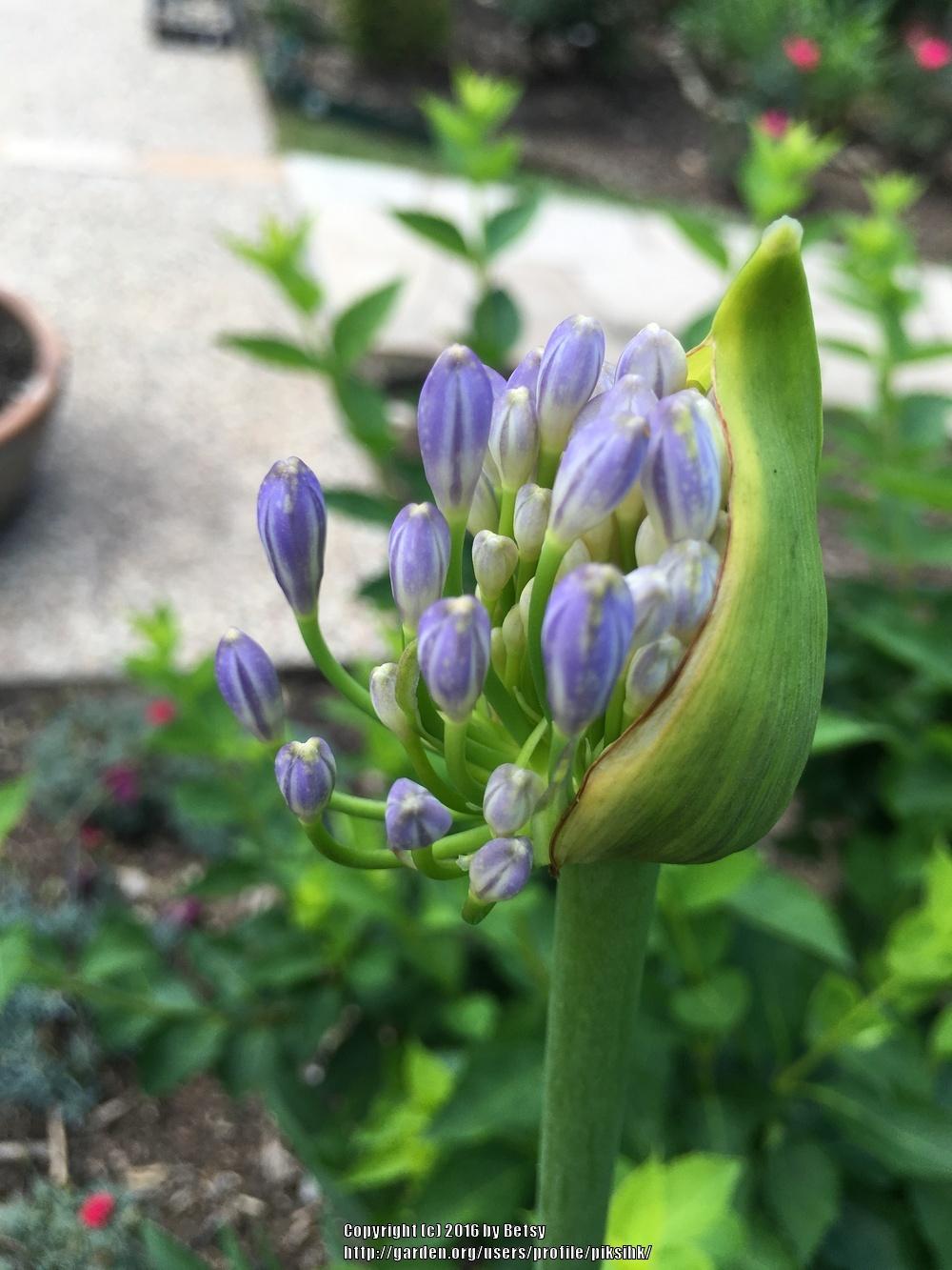 Photo of Lily of the Nile (Agapanthus) uploaded by piksihk