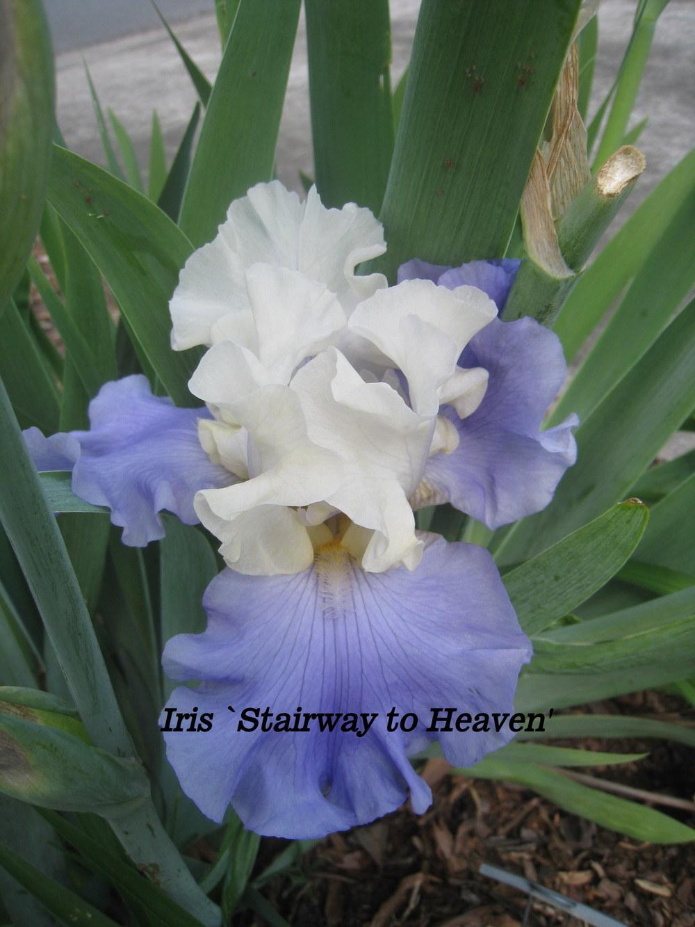 Photo of Tall Bearded Iris (Iris 'Stairway to Heaven') uploaded by Hemophobic