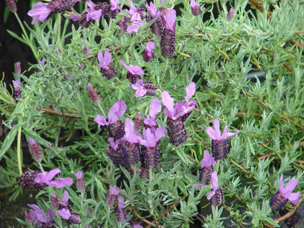 Photo of Spanish Lavender (Lavandula stoechas) uploaded by Joy