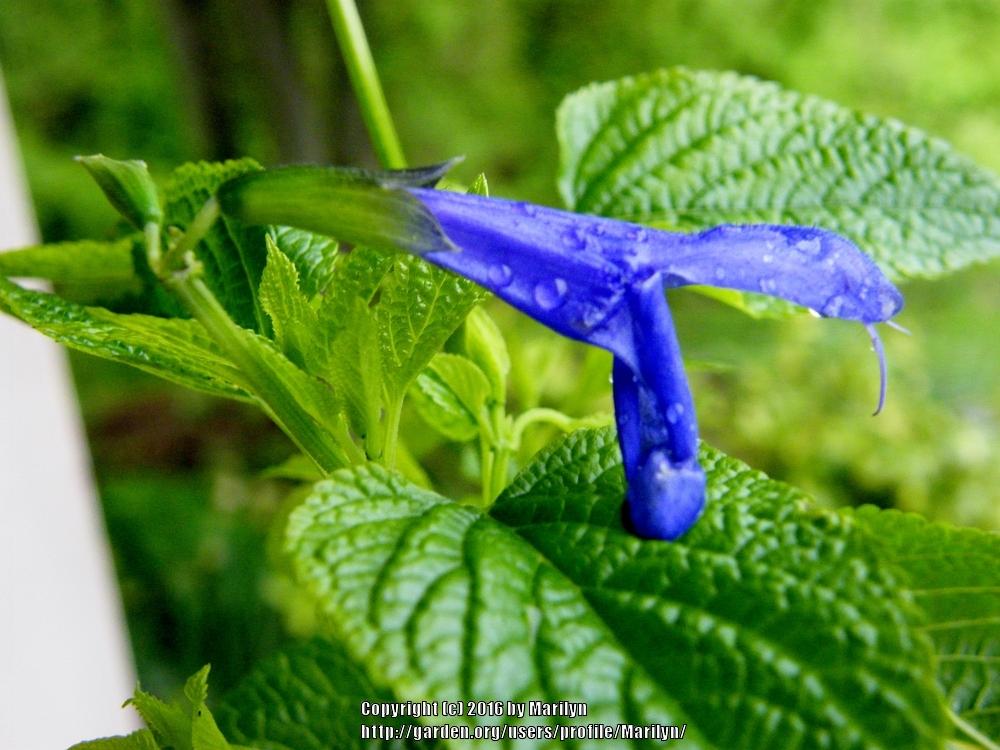 Photo of Salvia (Salvia coerulea 'Blue Ensign') uploaded by Marilyn