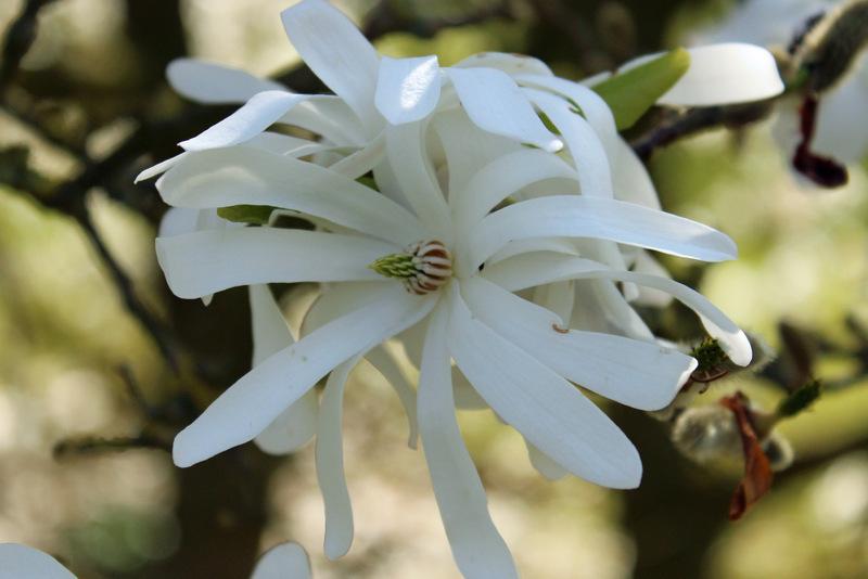 Photo of Star Magnolia (Magnolia stellata 'Royal Star') uploaded by RuuddeBlock