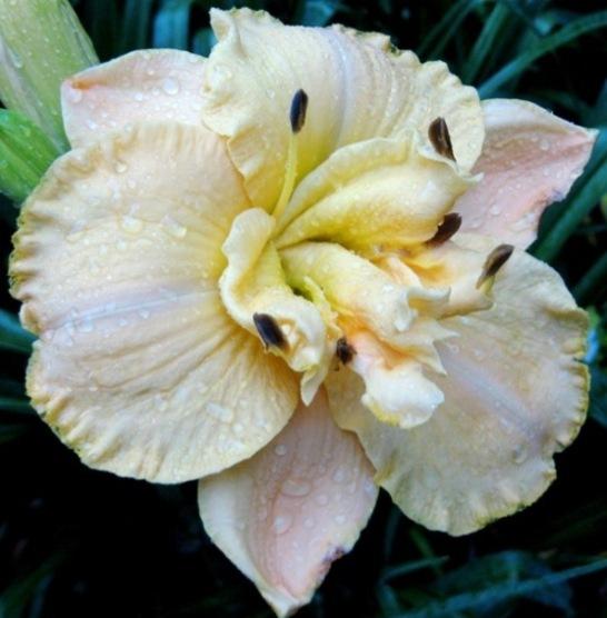 Photo of Daylily (Hemerocallis 'Puccini') uploaded by Sscape