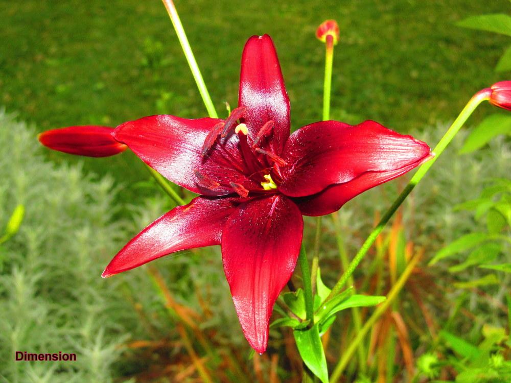 Photo of Lily (Lilium 'Dimension') uploaded by jmorth