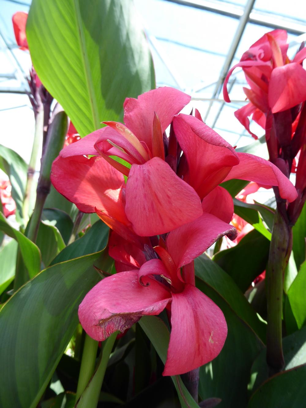 Photo of Cannas (Canna) uploaded by mellielong