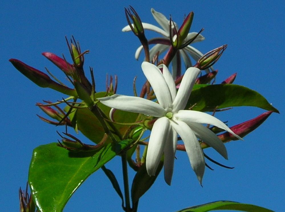 Photo of Star Jasmine (Jasminum laurifolium var. laurifolium) uploaded by sunkissed