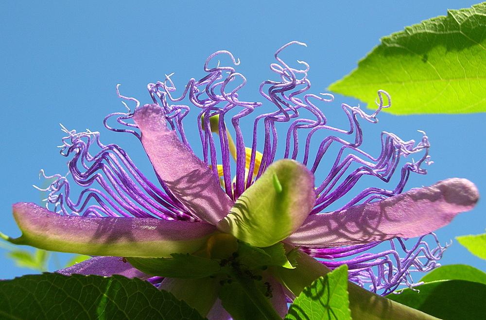 Photo of Passion Flower (Passiflora 'Incense') uploaded by sunkissed