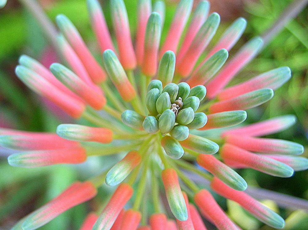 Photo of Soap Aloe (Aloe maculata) uploaded by sunkissed
