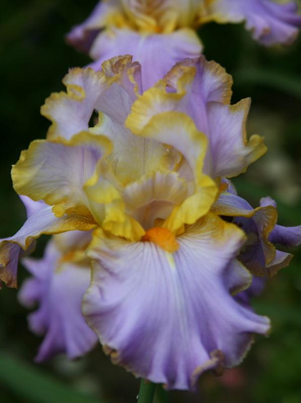 Photo of Tall Bearded Iris (Iris 'All About Spring') uploaded by Calif_Sue