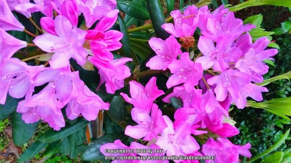 Photo of Rhododendron 'Roseum Elegans' uploaded by GardenGoober