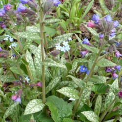 Location: Riverview, Robson, B.C.
Date: 2008-05-05
 1:02 pm. A perky Pulmonaria that stays in a lovely clump.