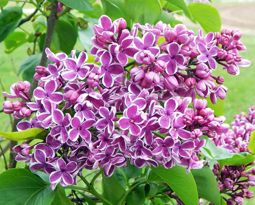 Photo of Common Lilac (Syringa vulgaris 'Sensation') uploaded by TBGDN