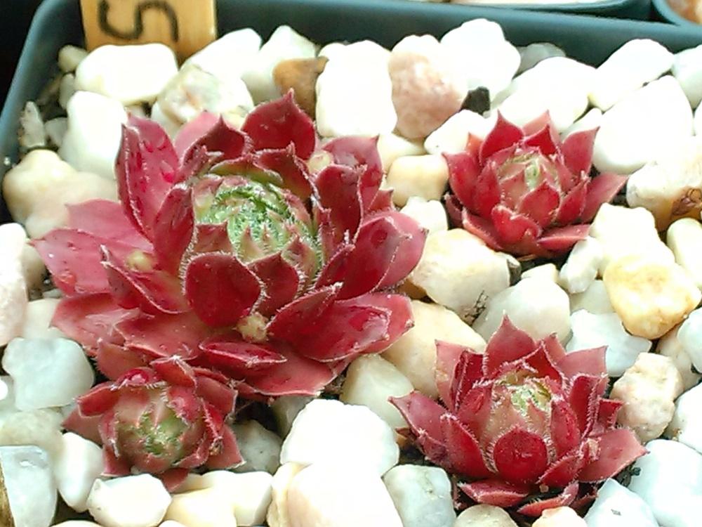 Photo of Hen and Chicks (Sempervivum 'Sioux') uploaded by jkbingh