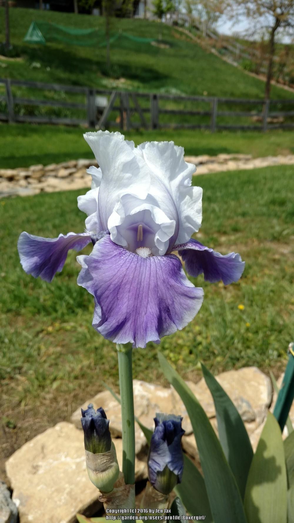 Photo of Tall Bearded Iris (Iris 'Mariposa Skies') uploaded by Boxergirl