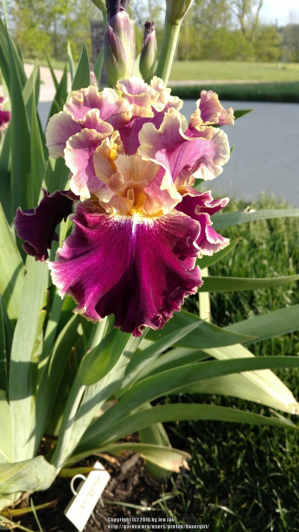 Photo of Tall Bearded Iris (Iris 'Montmartre') uploaded by Boxergirl