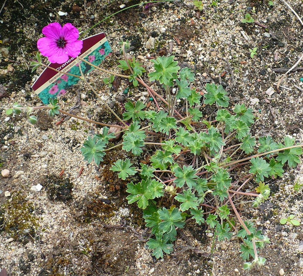 Photo of Greyleaf Geranium (Geranium subcaulescens 'Splendens') uploaded by HemNorth