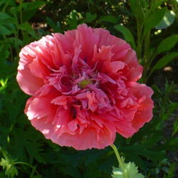 Location: Nora's Garden - Castlegar BC
Date: 2015-06-20
 10:33 am. So many variations in this kind of poppy.