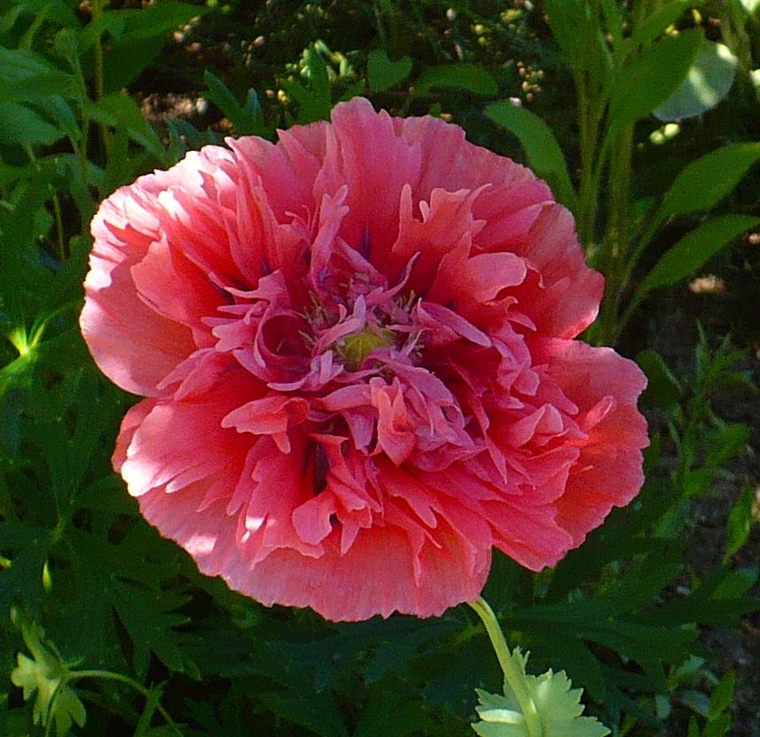 Photo of Opium Poppy (Papaver somniferum) uploaded by HemNorth