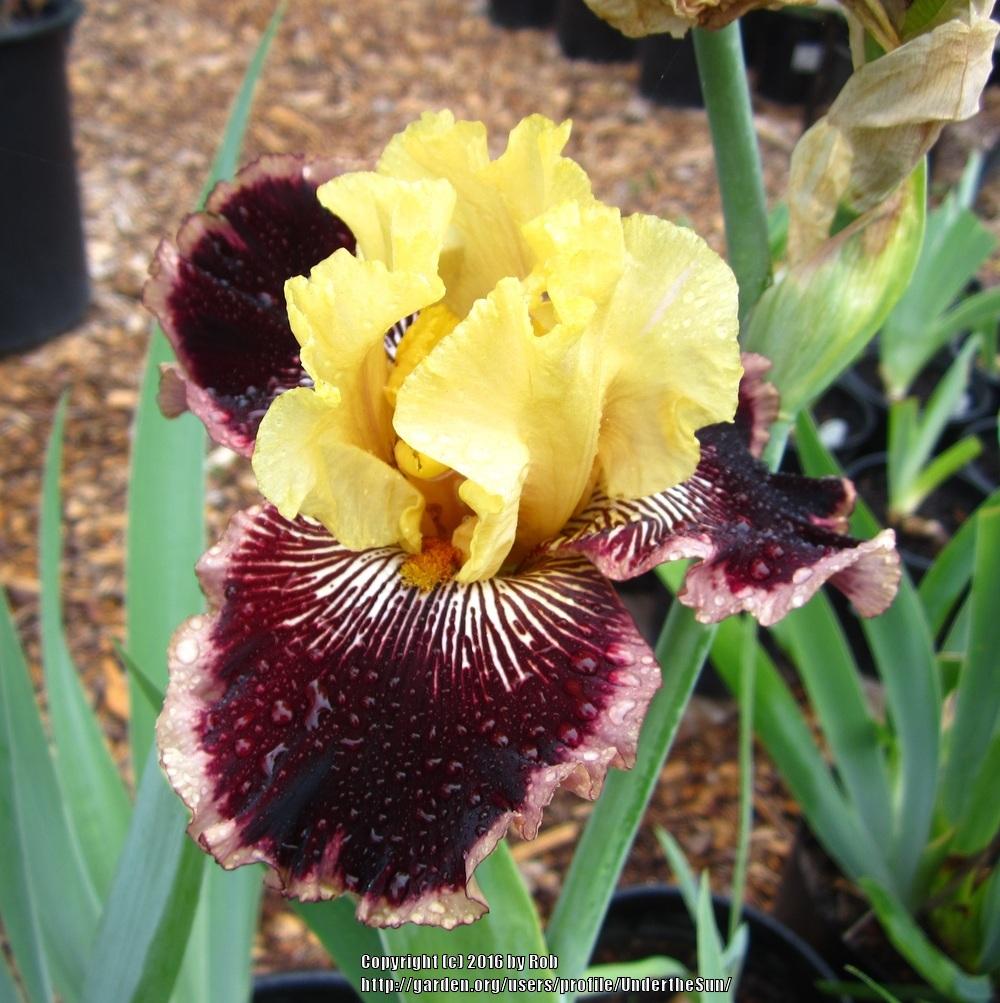 Photo of Tall Bearded Iris (Iris 'Indulgence') uploaded by UndertheSun