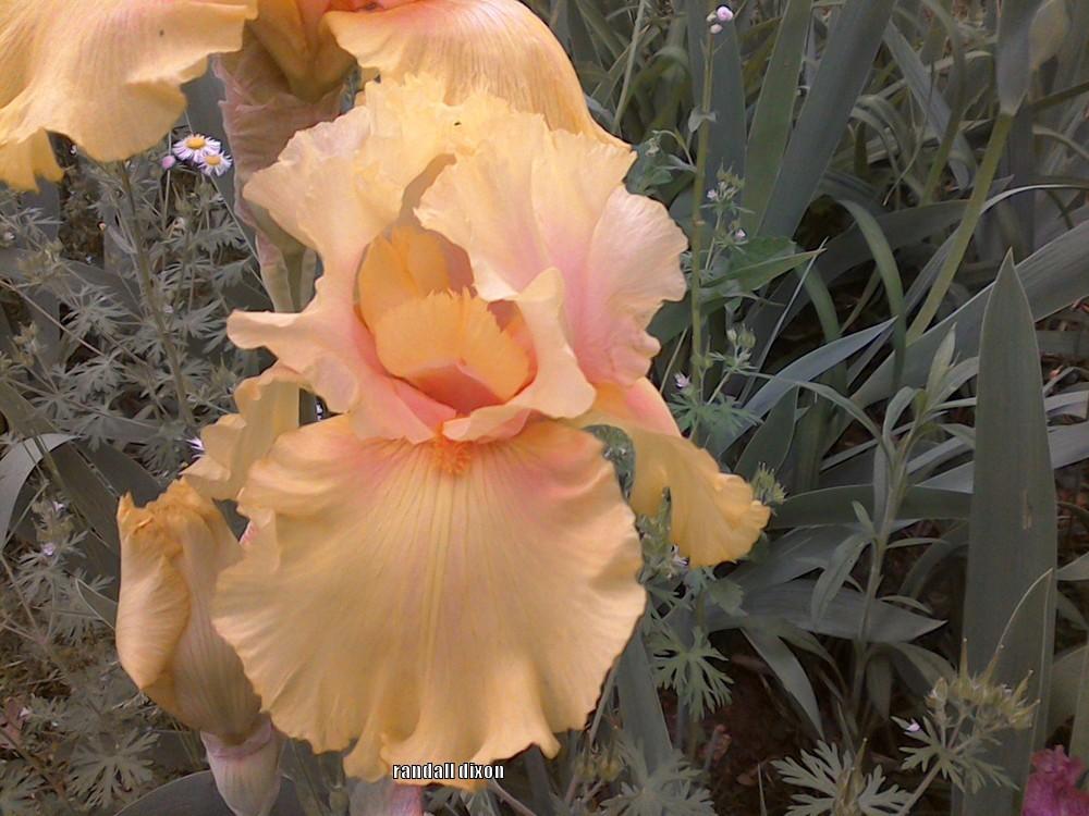 Photo of Tall Bearded Iris (Iris 'Abbondanza') uploaded by arilbred